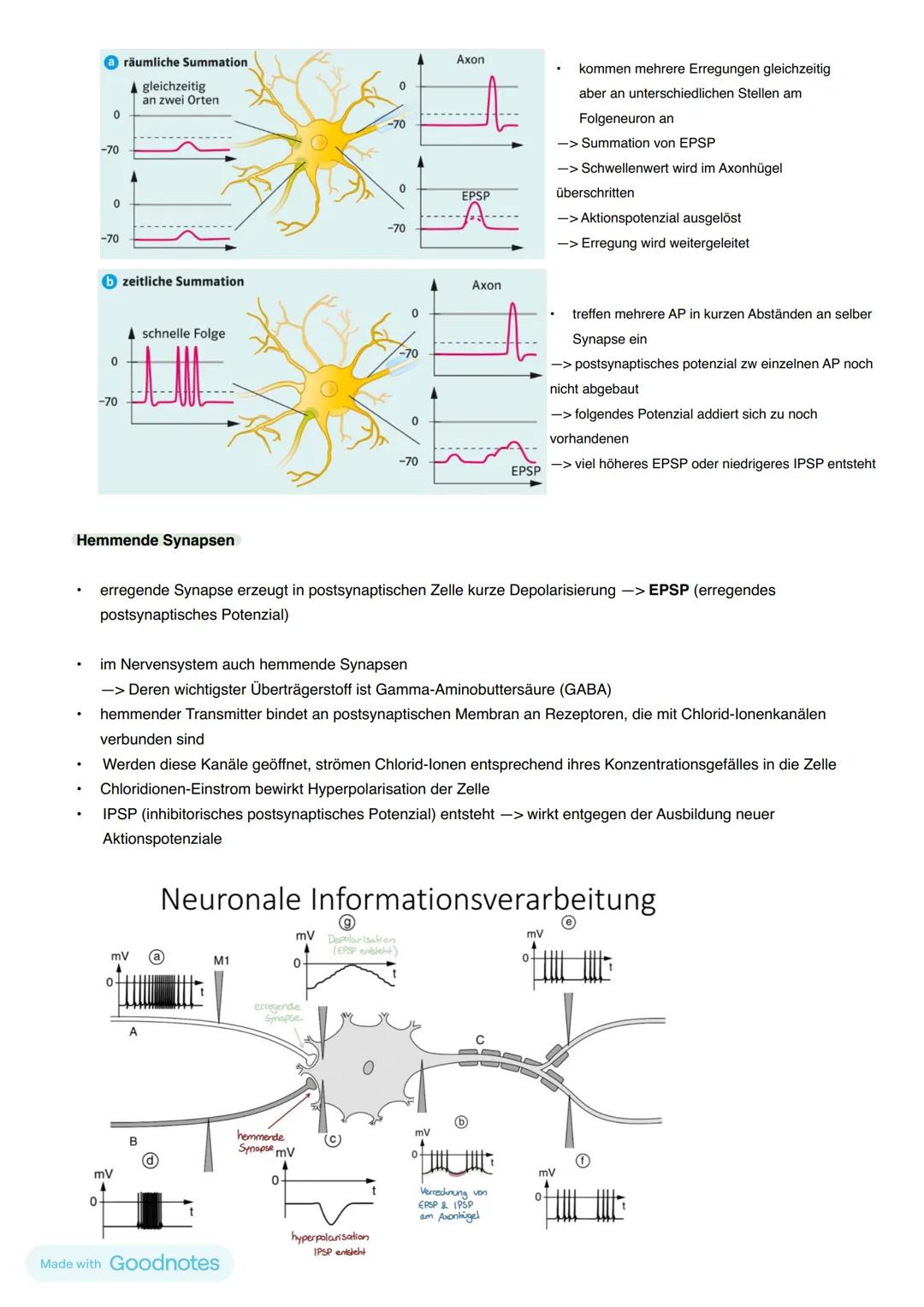 Reiz-Reaktion
Außenwelt
im Körper
Nerven
bahn
Reiz -> Sinneszelle
ZNS
(Zentrales Nervensystem)
-> Gehirn (Wahrnehmung,
Verarbeitung)
->