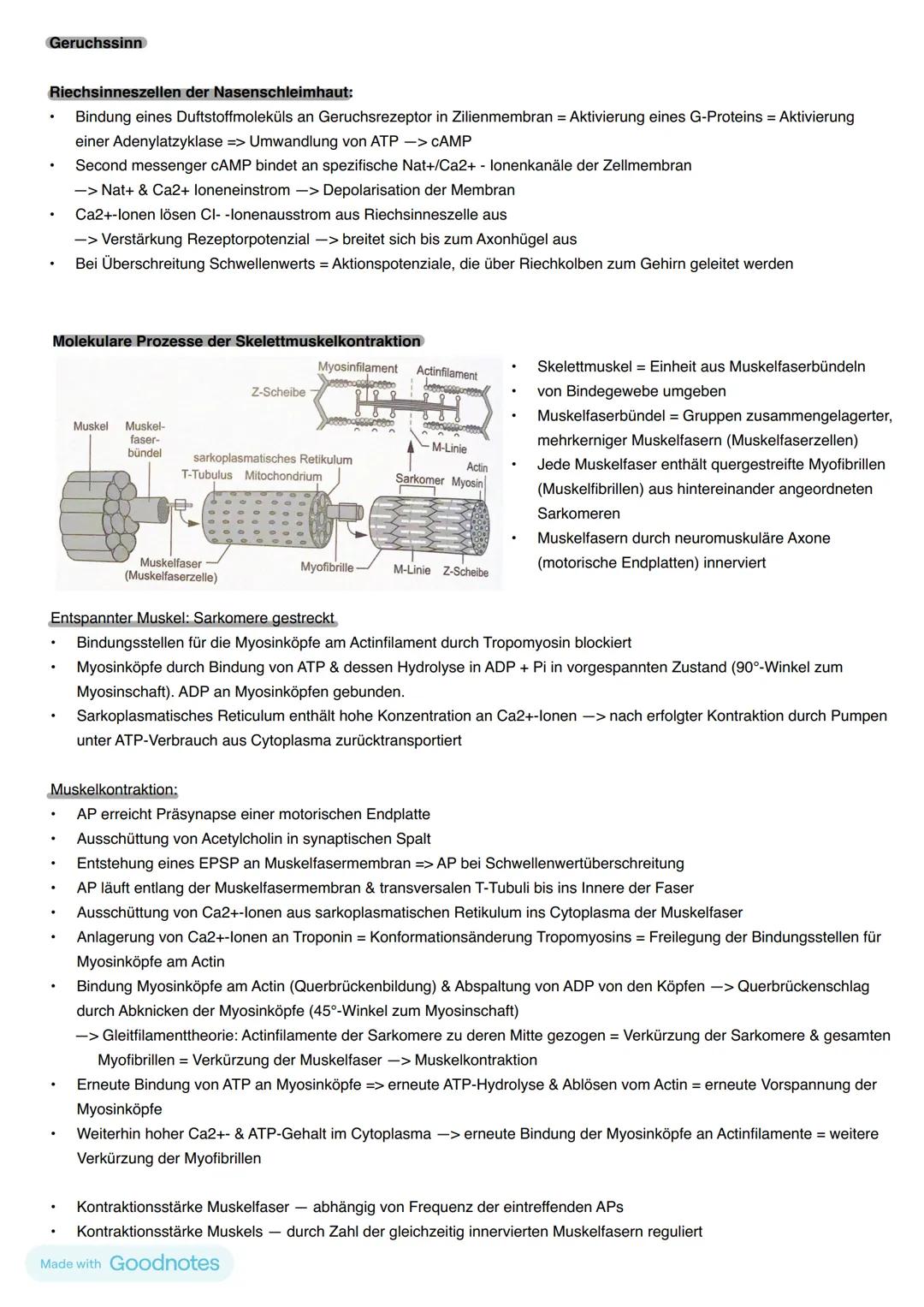 Reiz-Reaktion
Außenwelt
im Körper
Nerven
bahn
Reiz -> Sinneszelle
ZNS
(Zentrales Nervensystem)
-> Gehirn (Wahrnehmung,
Verarbeitung)
->