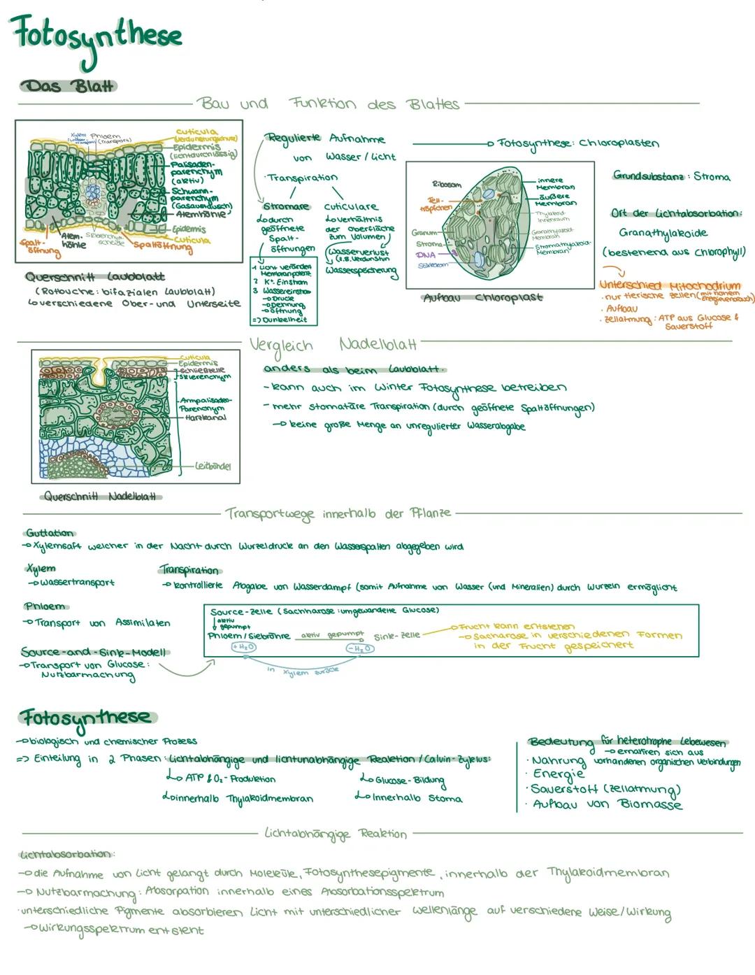 # Fotosynthese
Das Blatt
-Bau und Funktion des Blattes
cuticula
Merdu nerungudnute
(sendurenssig)
Epidermis
Palisaden-
parenchym
(aktiv)