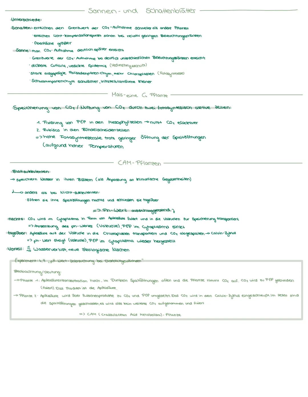 # Fotosynthese
Das Blatt
-Bau und Funktion des Blattes
cuticula
Merdu nerungudnute
(sendurenssig)
Epidermis
Palisaden-
parenchym
(aktiv)