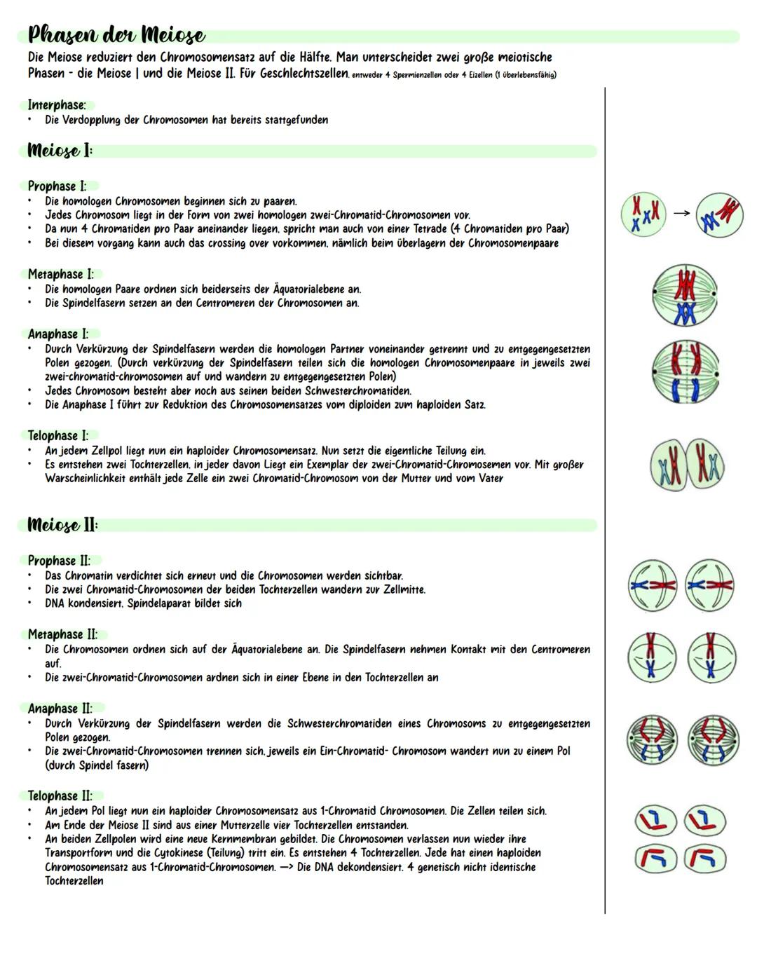 Inhaltsverzeichnis.
.
.
.
Meiose und Rekombination
Analyse vom Stammbäumen
Proteinbiosynthese
Genregulation
Gentechnik (molekulargenetische
