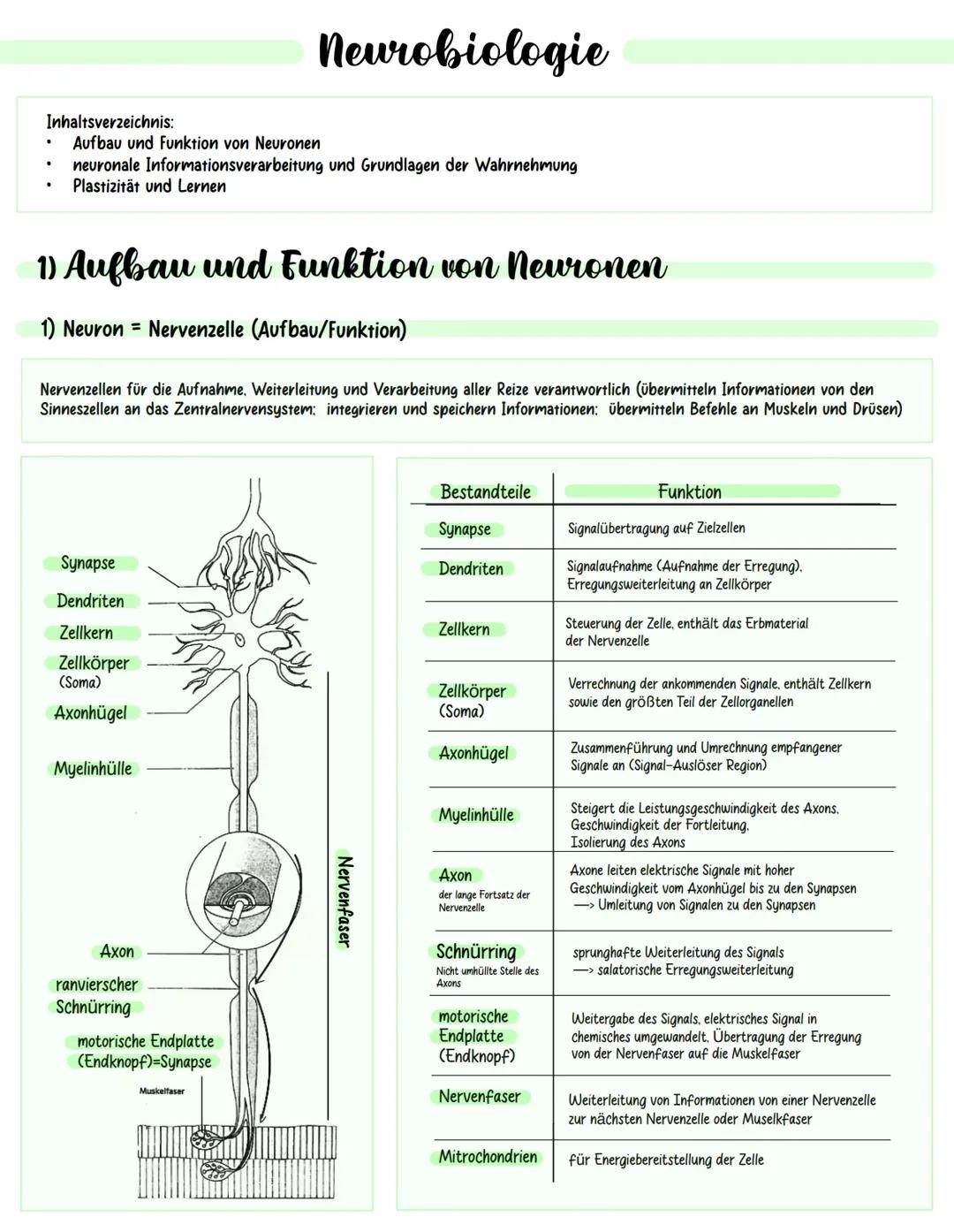 GK Biologie Abitur NRW Neurobiologie