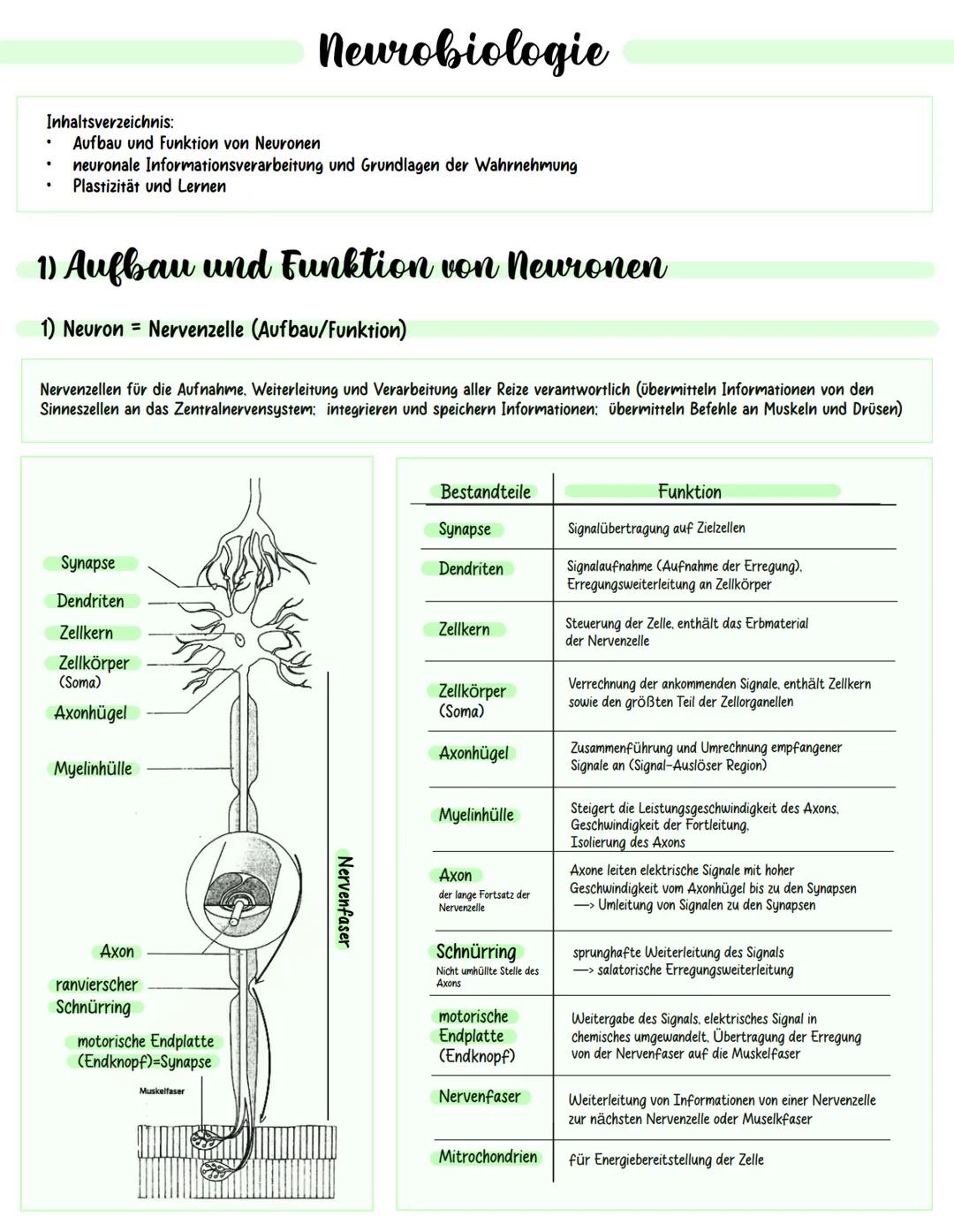 Neurobiologie
Inhaltsverzeichnis:
Aufbau und Funktion von Neuronen
neuronale Informationsverarbeitung und Grundlagen der Wahrnehmung
Plastiz