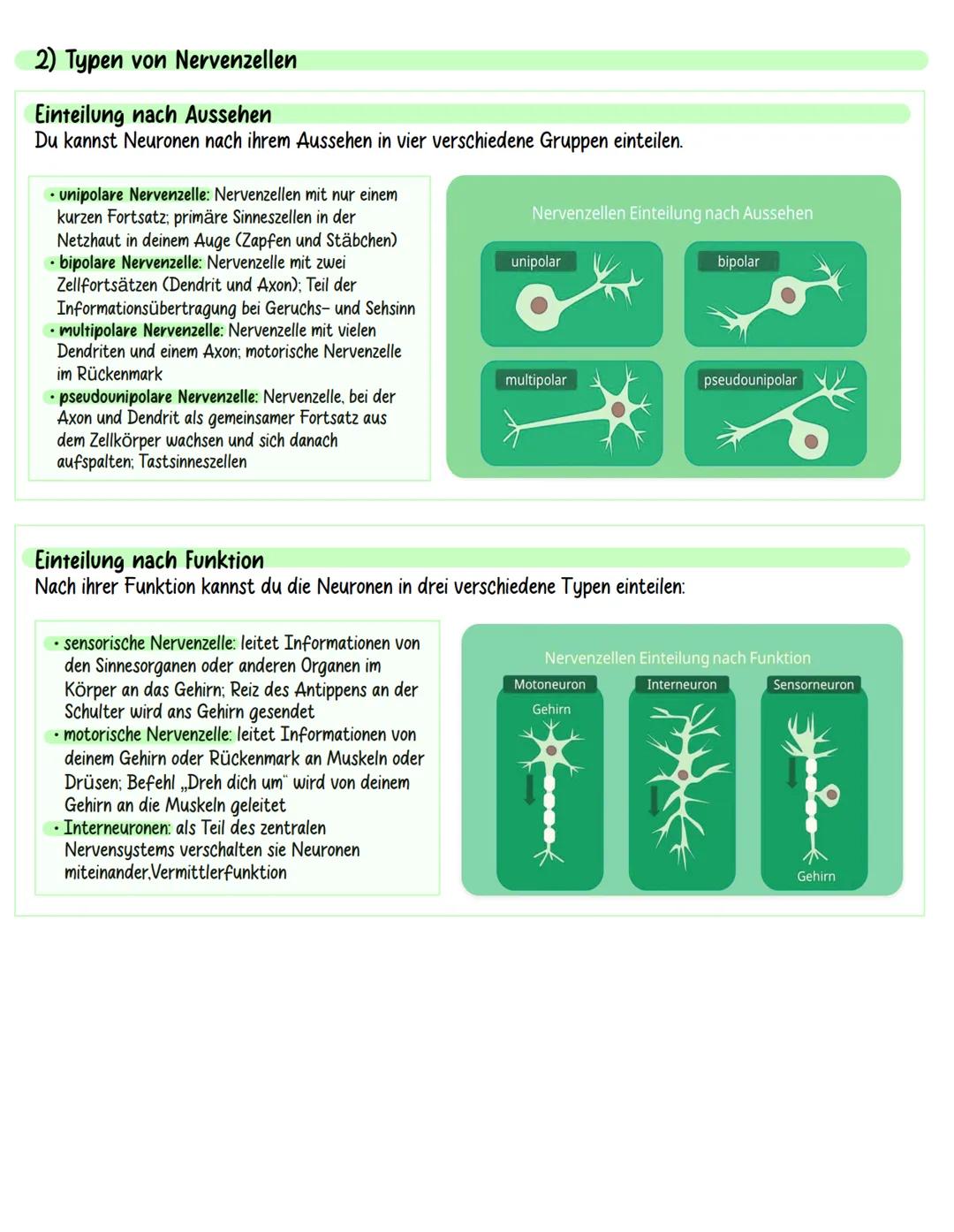 Neurobiologie
Inhaltsverzeichnis:
Aufbau und Funktion von Neuronen
neuronale Informationsverarbeitung und Grundlagen der Wahrnehmung
Plastiz