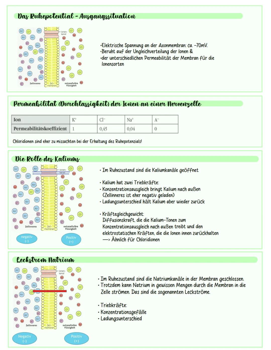 Neurobiologie
Inhaltsverzeichnis:
Aufbau und Funktion von Neuronen
neuronale Informationsverarbeitung und Grundlagen der Wahrnehmung
Plastiz