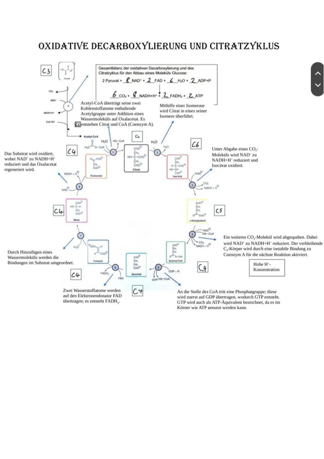 Bio Abitur Lernzettel
12.1. - Stoffwechsel
VOKABELN
Enzyme
Enzyme sind Biokatalysatoren. Sie ermöglichen Reaktionen bei Körpertemperatur, in