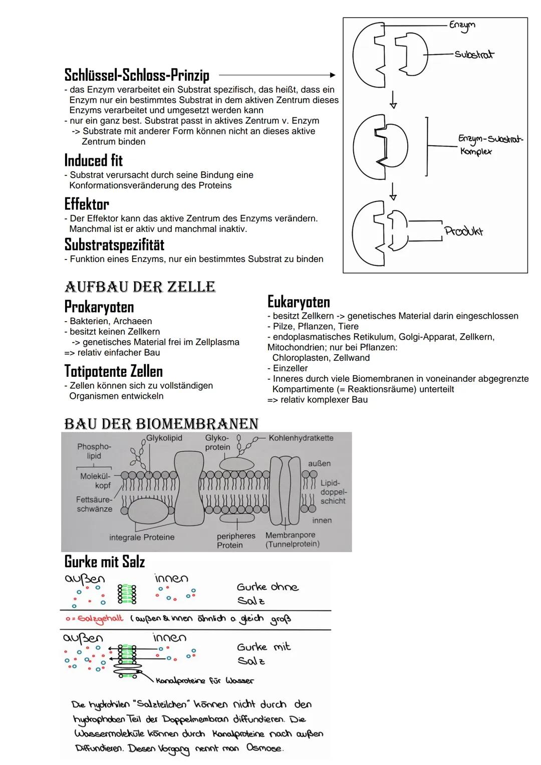 Bio Abitur Lernzettel
12.1. - Stoffwechsel
VOKABELN
Enzyme
Enzyme sind Biokatalysatoren. Sie ermöglichen Reaktionen bei Körpertemperatur, in
