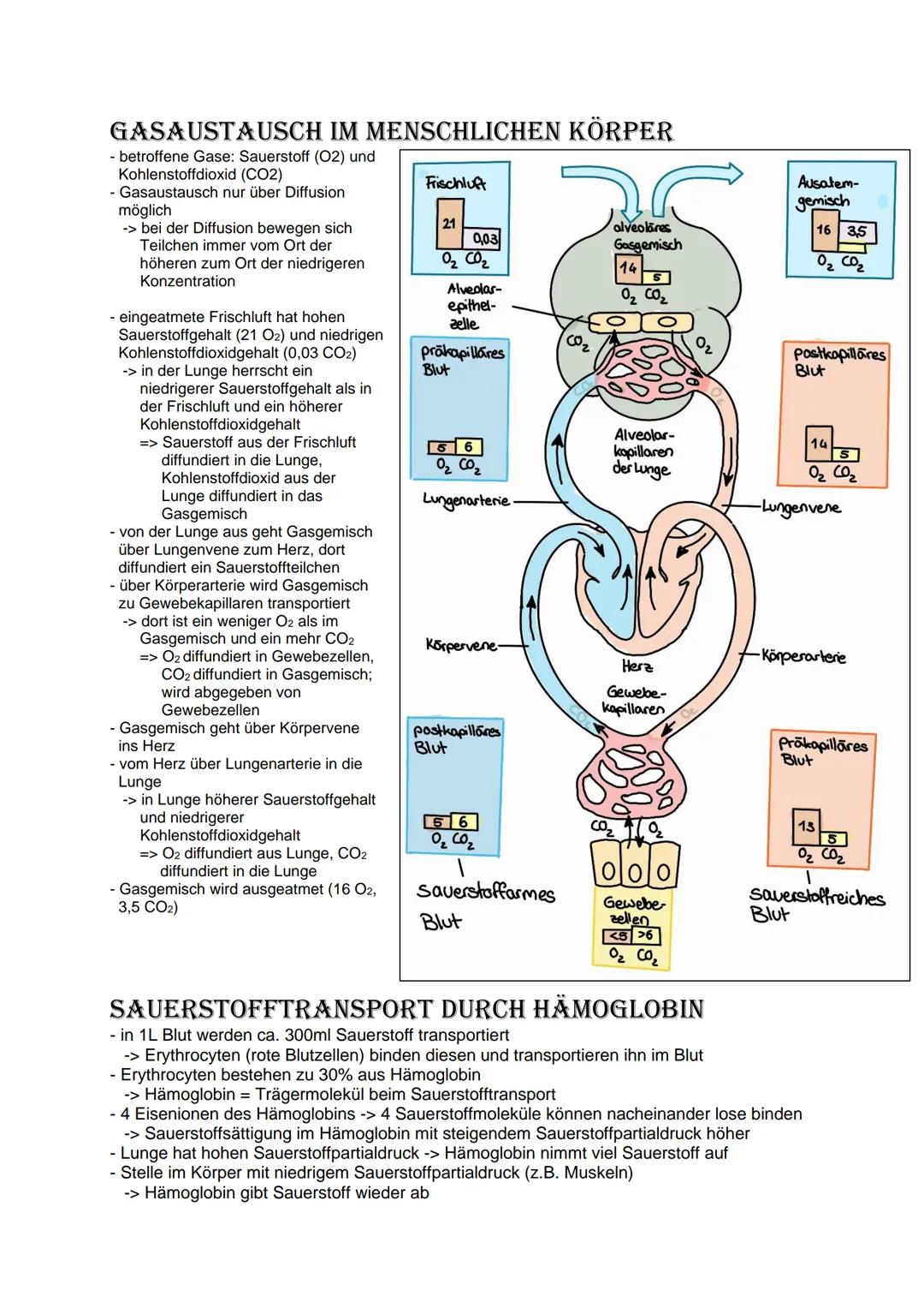 Bio Abitur Lernzettel
12.1. - Stoffwechsel
VOKABELN
Enzyme
Enzyme sind Biokatalysatoren. Sie ermöglichen Reaktionen bei Körpertemperatur, in