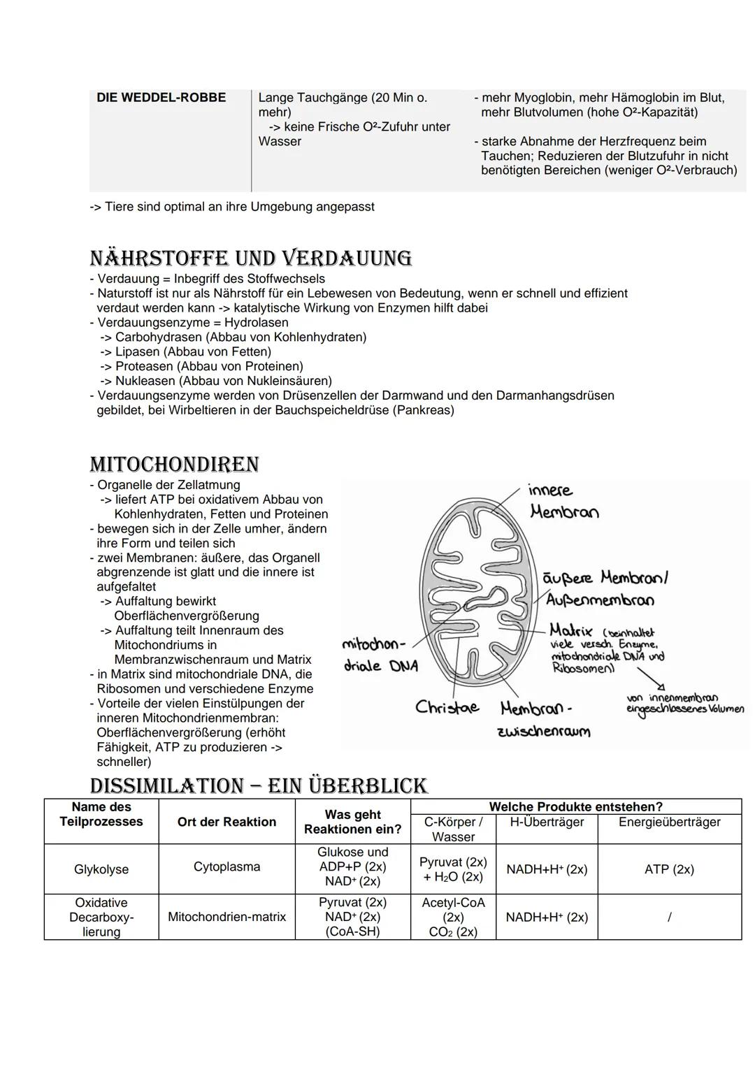 Bio Abitur Lernzettel
12.1. - Stoffwechsel
VOKABELN
Enzyme
Enzyme sind Biokatalysatoren. Sie ermöglichen Reaktionen bei Körpertemperatur, in