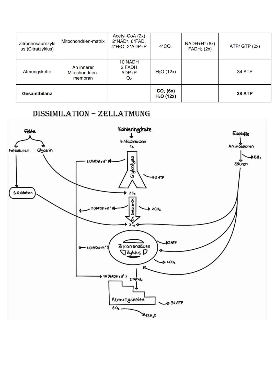 Bio Abitur Lernzettel
12.1. - Stoffwechsel
VOKABELN
Enzyme
Enzyme sind Biokatalysatoren. Sie ermöglichen Reaktionen bei Körpertemperatur, in
