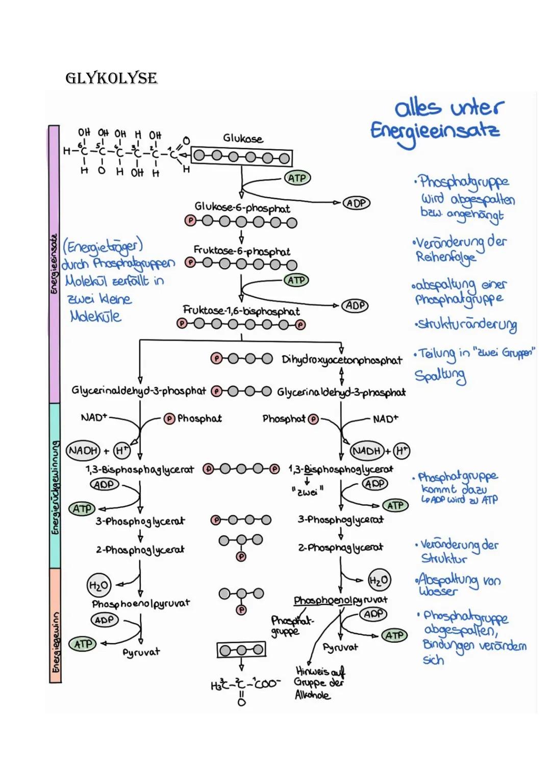 Bio Abitur Lernzettel
12.1. - Stoffwechsel
VOKABELN
Enzyme
Enzyme sind Biokatalysatoren. Sie ermöglichen Reaktionen bei Körpertemperatur, in