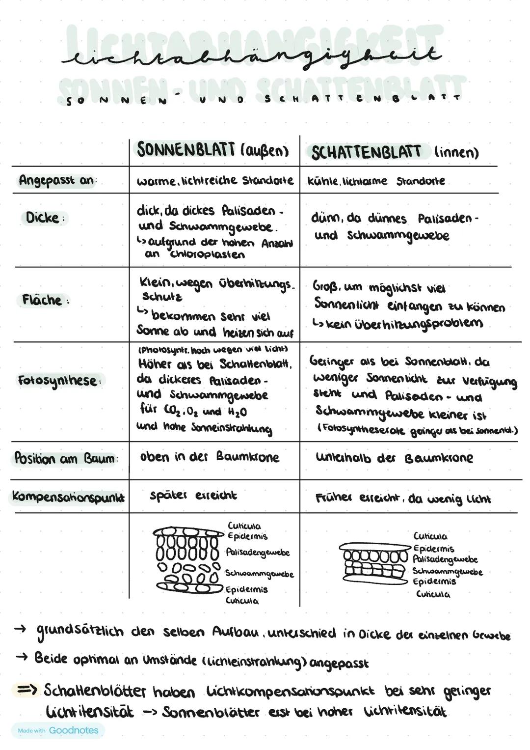 # lichtabhängigheit
SONNEN - UND SCHATTENBLATT
| | SONNENBLATT (außen)