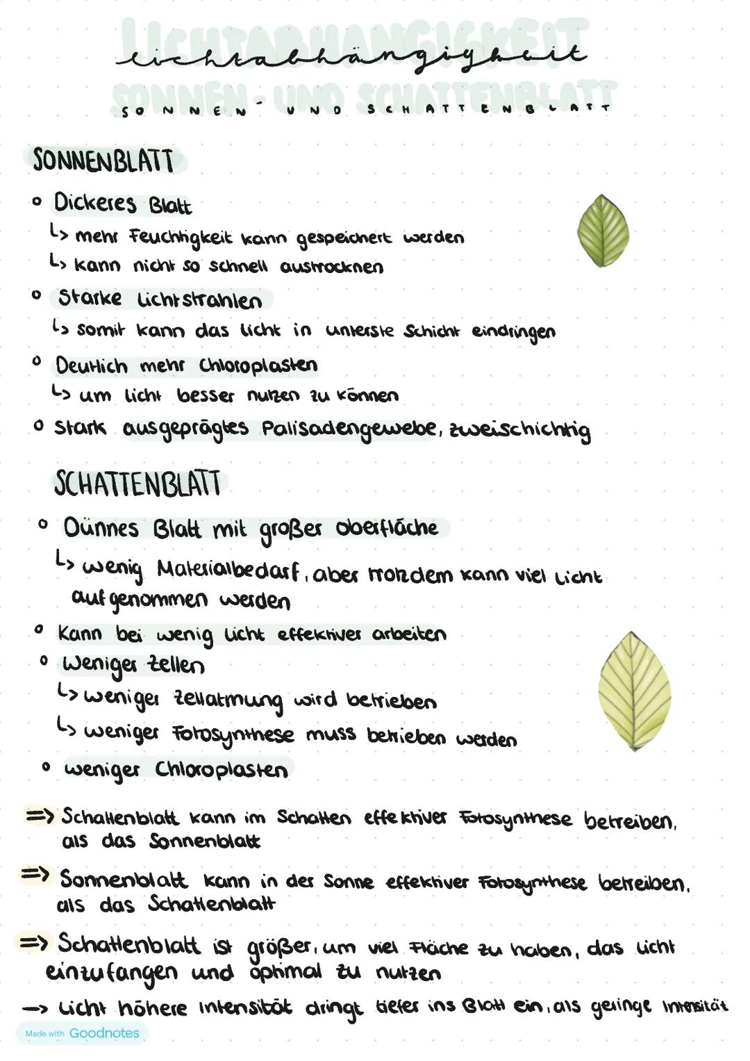 # lichtabhängigheit
SONNEN - UND SCHATTENBLATT
| | SONNENBLATT (außen)