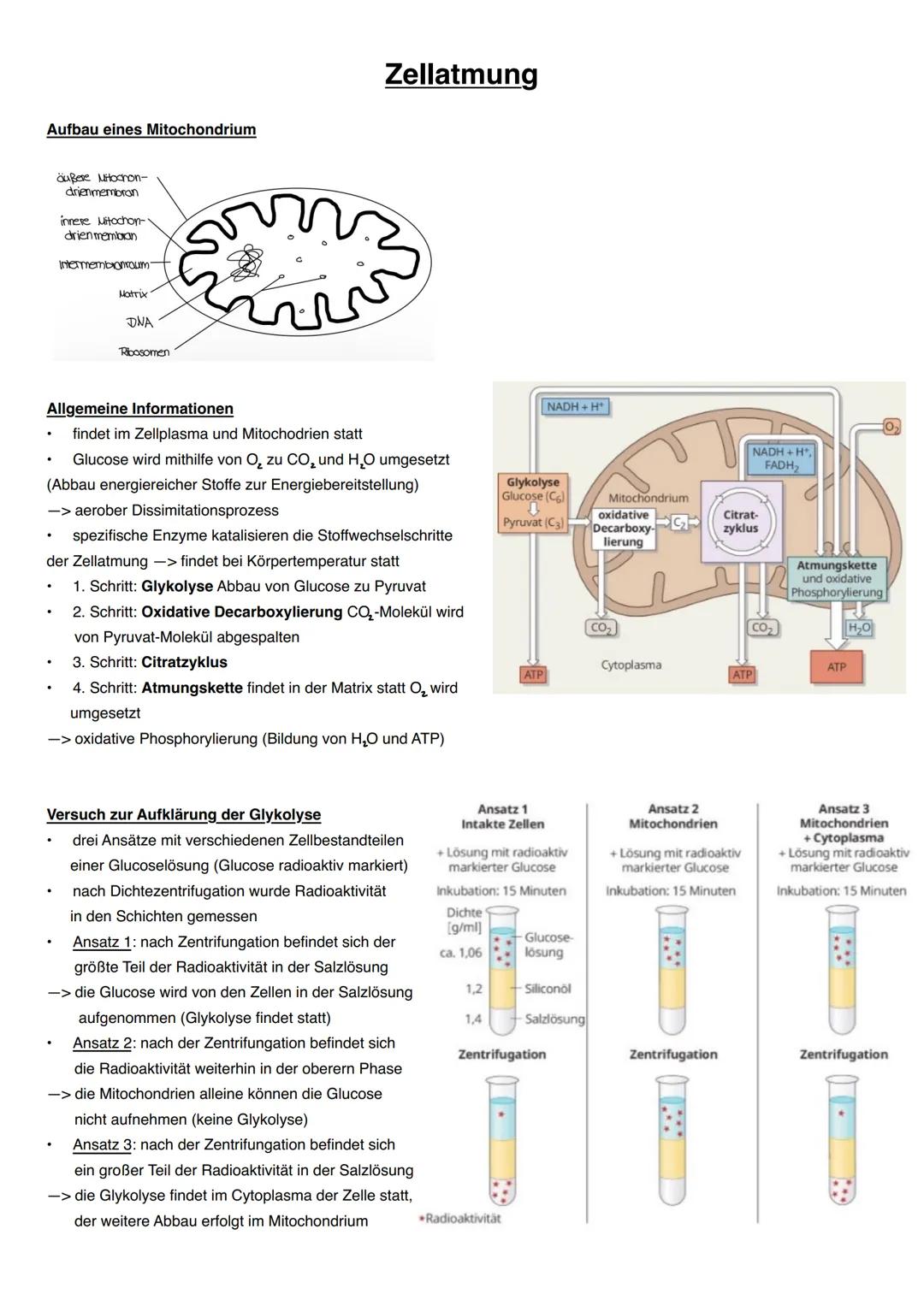 Aufbau eines Mitochondrium
äußere Mitochon-
drienmembran
innere Mitochon-·
drien membran
Intermembianraum-
Matrix
DNA
Ribosomen
Zellatmung
A