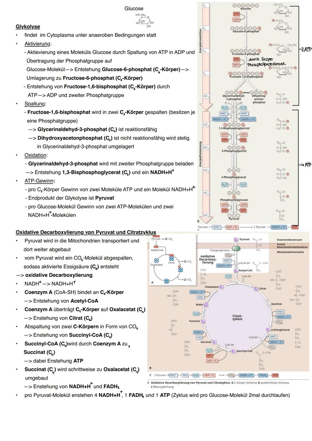 Aufbau eines Mitochondrium
äußere Mitochon-
drienmembran
innere Mitochon-·
drien membran
Intermembianraum-
Matrix
DNA
Ribosomen
Zellatmung
A