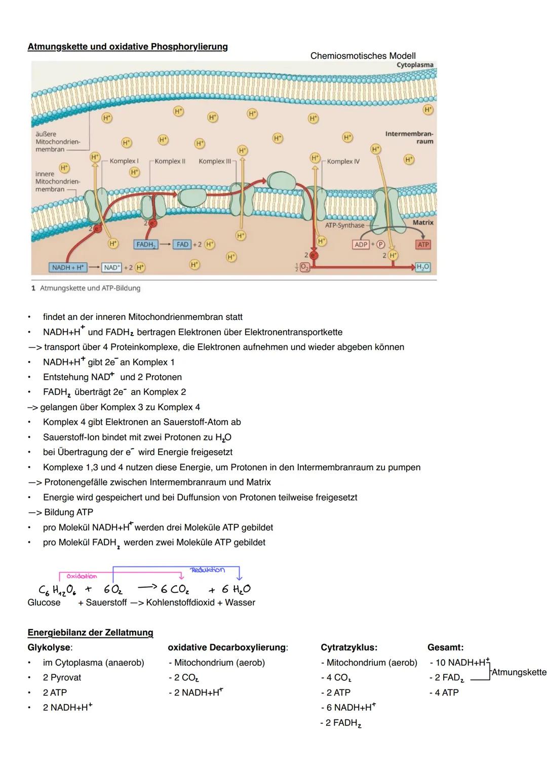 Aufbau eines Mitochondrium
äußere Mitochon-
drienmembran
innere Mitochon-·
drien membran
Intermembianraum-
Matrix
DNA
Ribosomen
Zellatmung
A