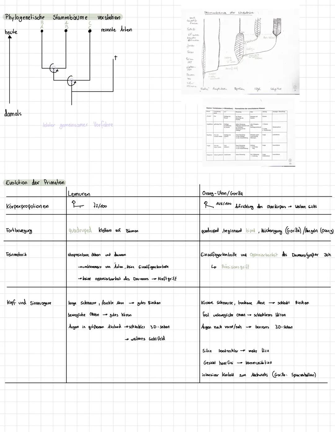# E V O L U T I O N
Evolutionstheorie
Lamarck
- Artwan del
- Vervollkommungstrieb
- vermehrter/verminderter Gebrav
- lückbildung/Stärkung