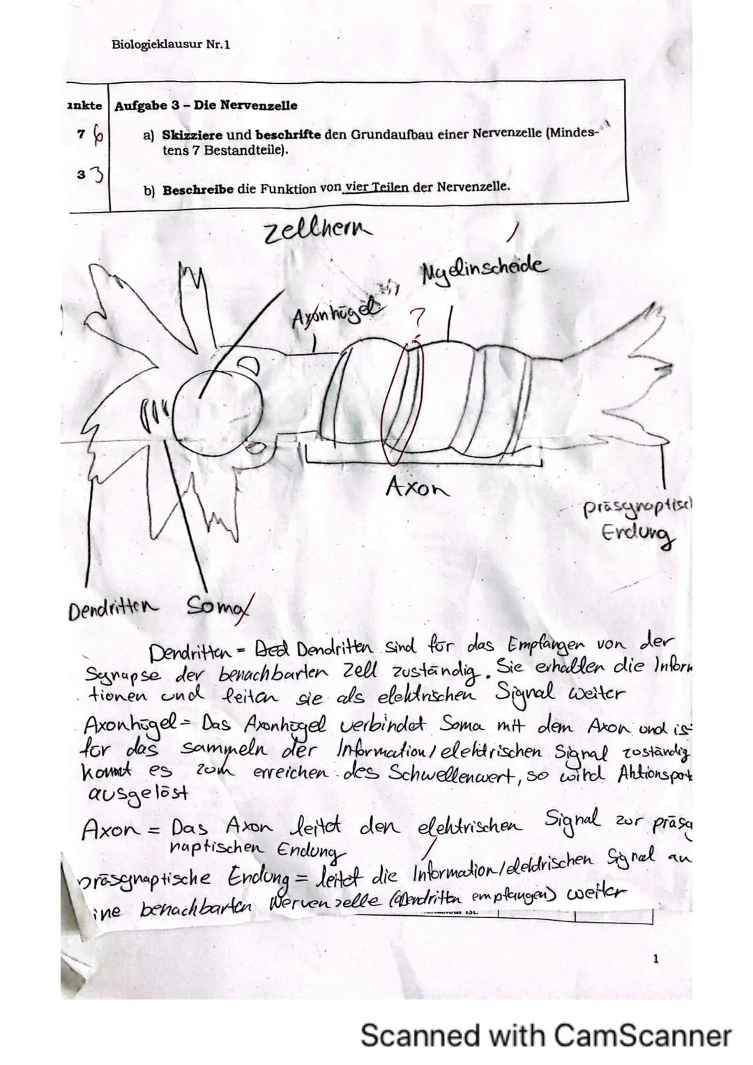 Biologieklausur Nr.1
iologie (Hö)
lasse 136
rreichte Punktzahl: 35
lote:
Klausur „Neurobiologie"
Name:
von 40 Punkten
13 Hó
Allgemein:
- Li