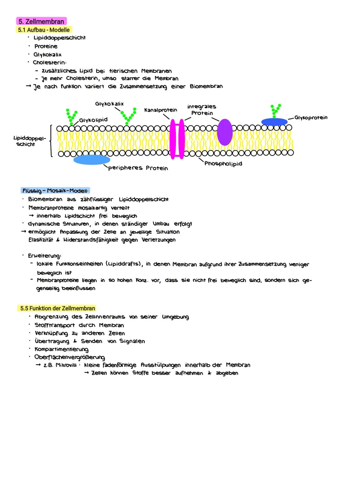ZELLBIOLOGIE 1. Die Zellehre
alles Leben besteht aus einer / mehreren Zellen
kleinste funktionelle Einheit des Lebens
jede Zelle entsteht au