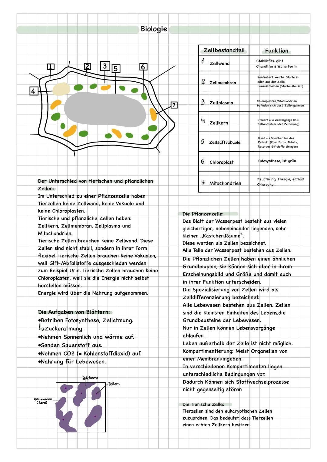 Biologie
235
6
1
Zellbestandteil
Zellwand
Funktion
Stabilität+ gibt
Charakteristische Form
2 Zellmembran
Kontroliert, welche Stoffe in
oder