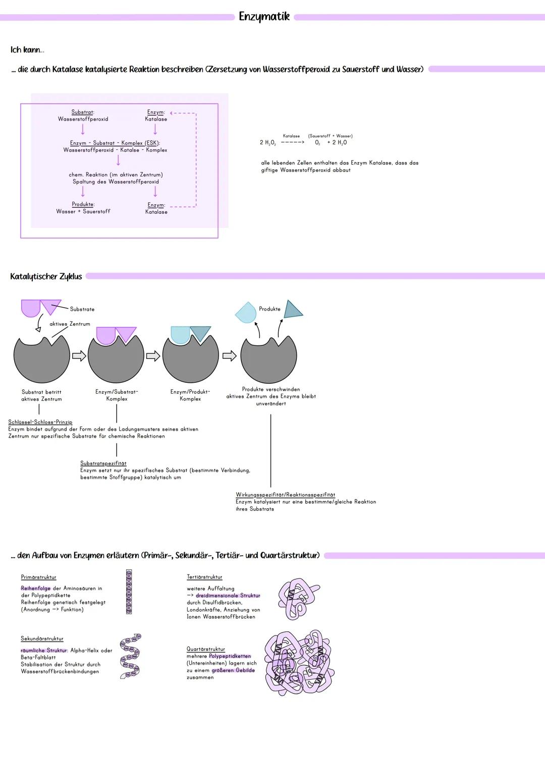 # Enzymatik
Ich kann...
... die durch Katalase katalysierte Reaktion beschreiben (Zersetzung von Wasserstoffperoxid zu Sauerstoff und Wass