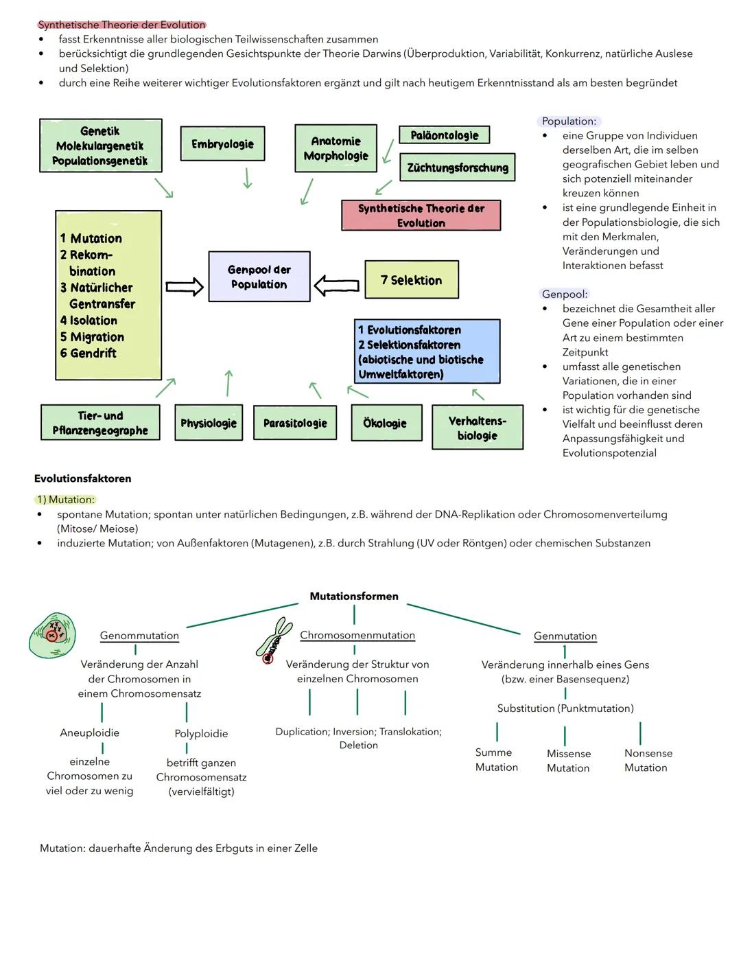 Synthetische Theorie der Evolution
.•
fasst Erkenntnisse aller biologischen Teilwissenschaften zusammen
berücksichtigt die grundlegenden Ges