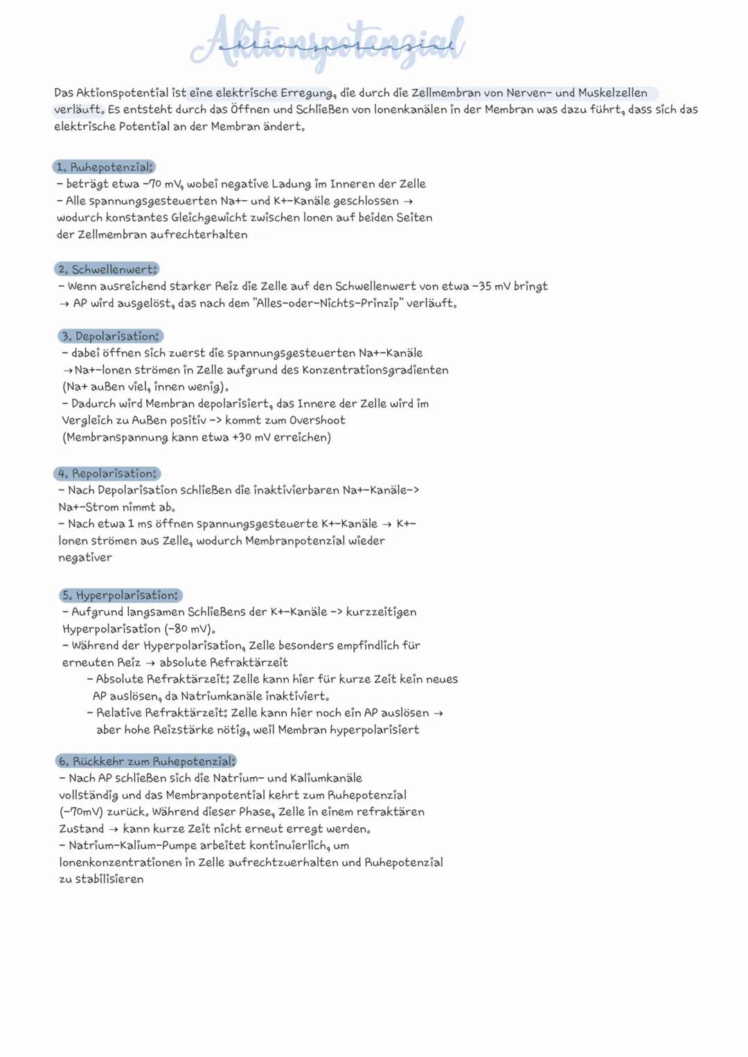 Aktionspotential