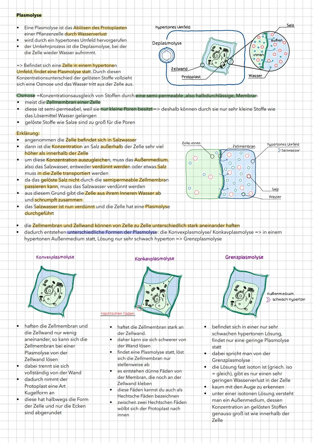 Plasmolyse
•
Eine Plasmolyse ist das Ablösen des Protoplasten
einer Pflanzenzelle durch Wasserverlust
• wird durch ein hypertones Umfeld her