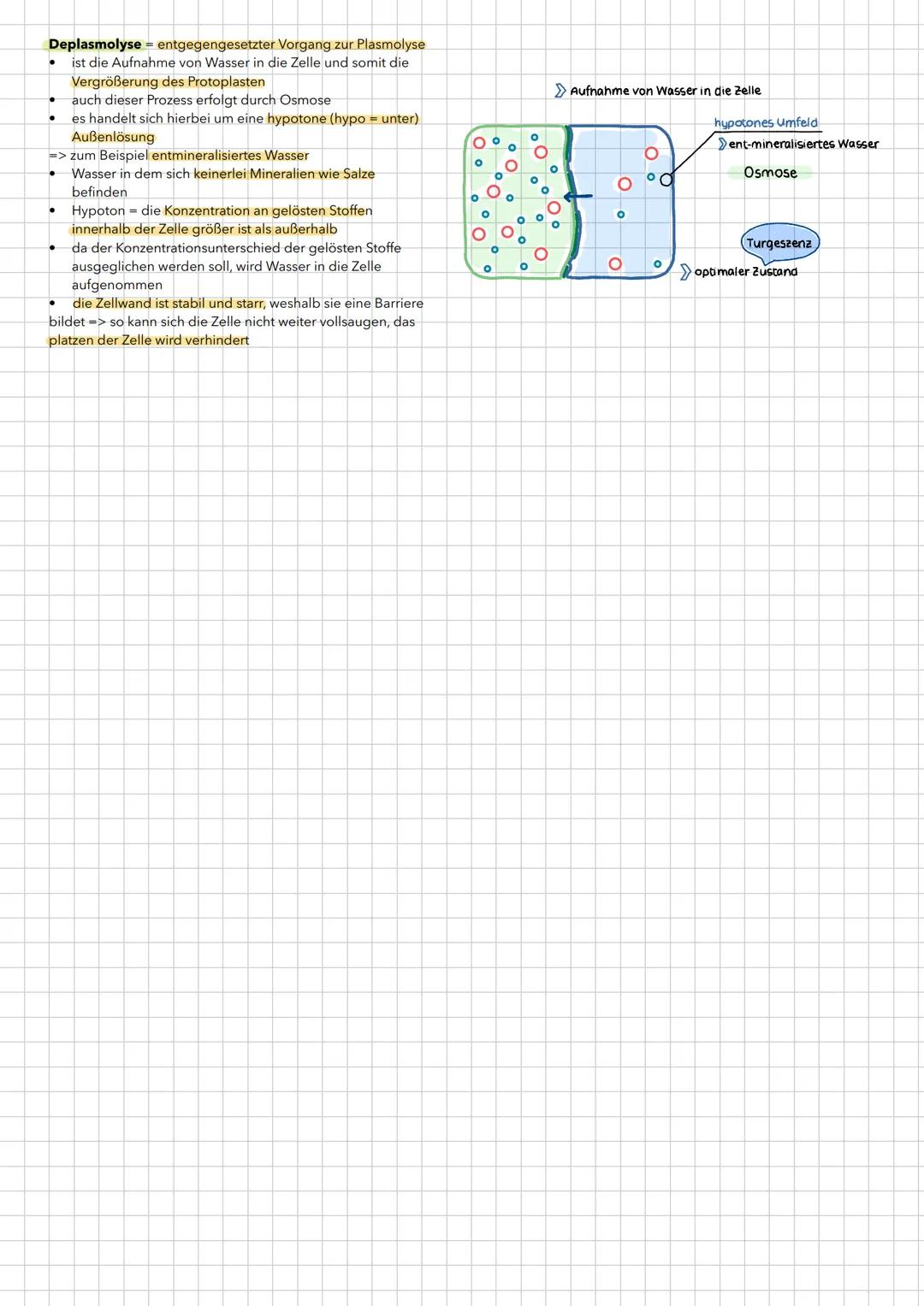 Plasmolyse
•
Eine Plasmolyse ist das Ablösen des Protoplasten
einer Pflanzenzelle durch Wasserverlust
• wird durch ein hypertones Umfeld her