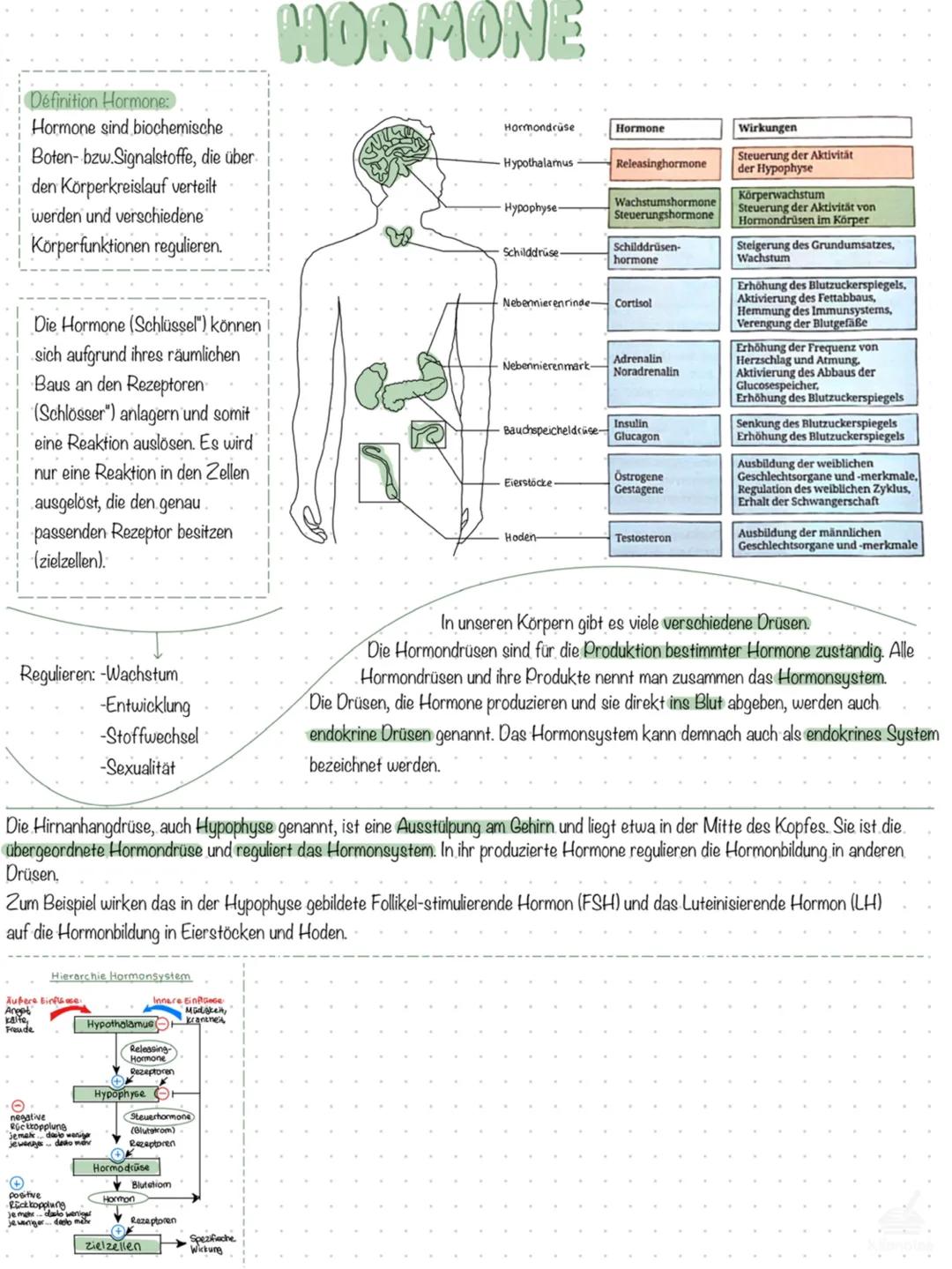 # HORMONE
Définition Hormone:
Hormone sind biochemische
Boten- bzw. Signalstoffe, die über
den Körperkreislauf verteilt
werden und verschie