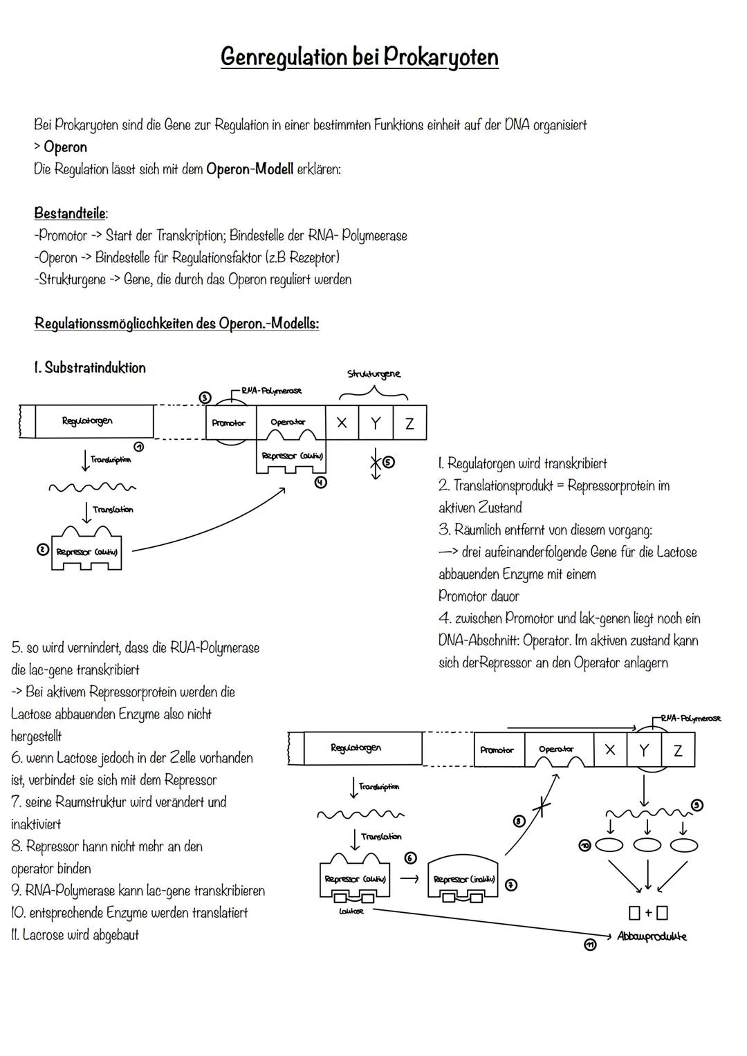 Genetik Proteinbiosynthese
Transkription
Bildung einer einzelsträngigen RNA-Kopie von einem entsprechendem Dna-Abschnitt
1. RNA-Polymerase b