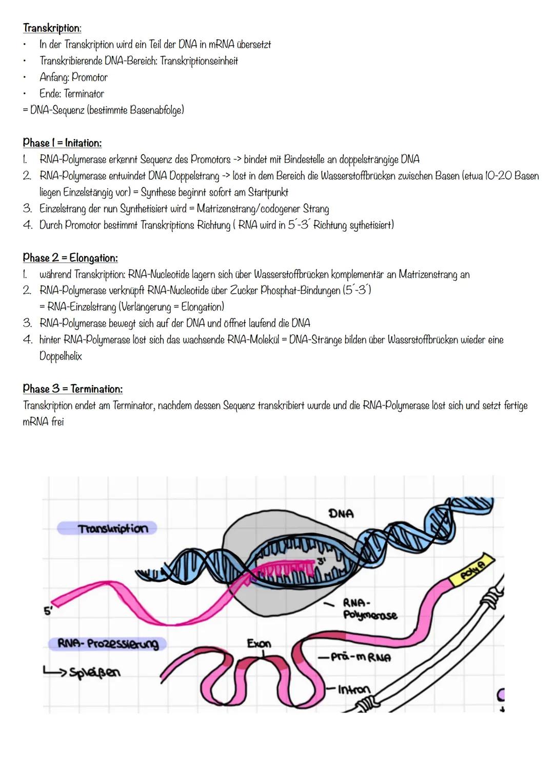 Genetik Proteinbiosynthese
Transkription
Bildung einer einzelsträngigen RNA-Kopie von einem entsprechendem Dna-Abschnitt
1. RNA-Polymerase b