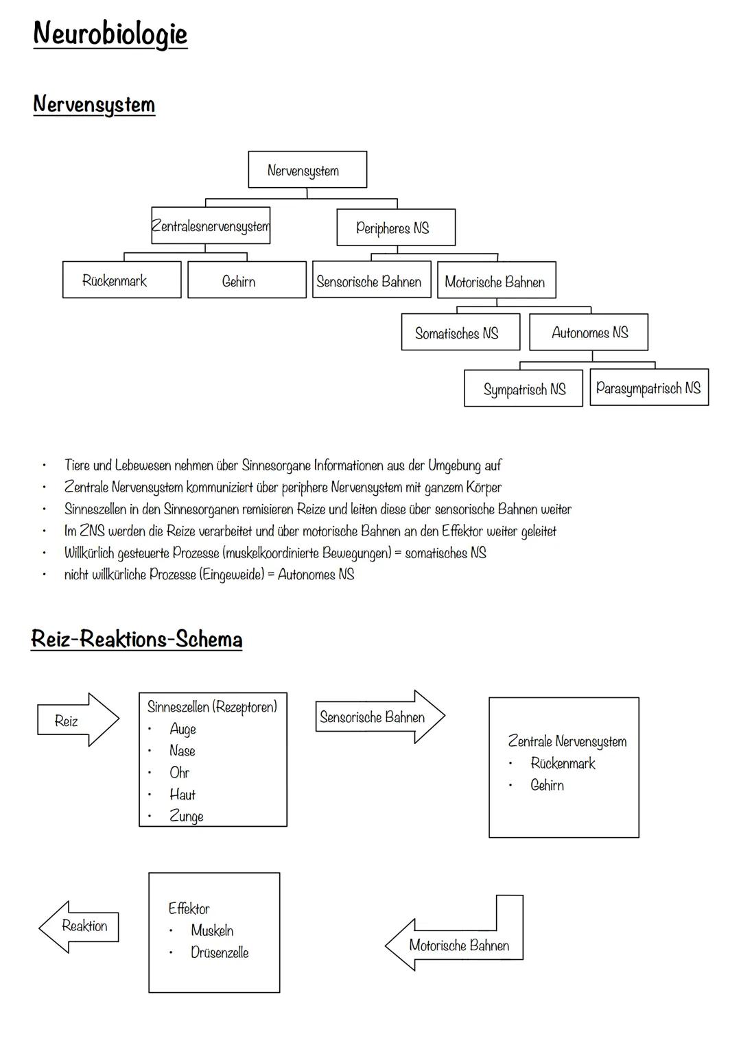 Neurobiologie Neurobiologie
Nervensystem
Nervensystem
Zentralesnervensystem
Peripheres NS
Rückenmark
Gehirn
Sensorische Bahnen
Motorische Ba