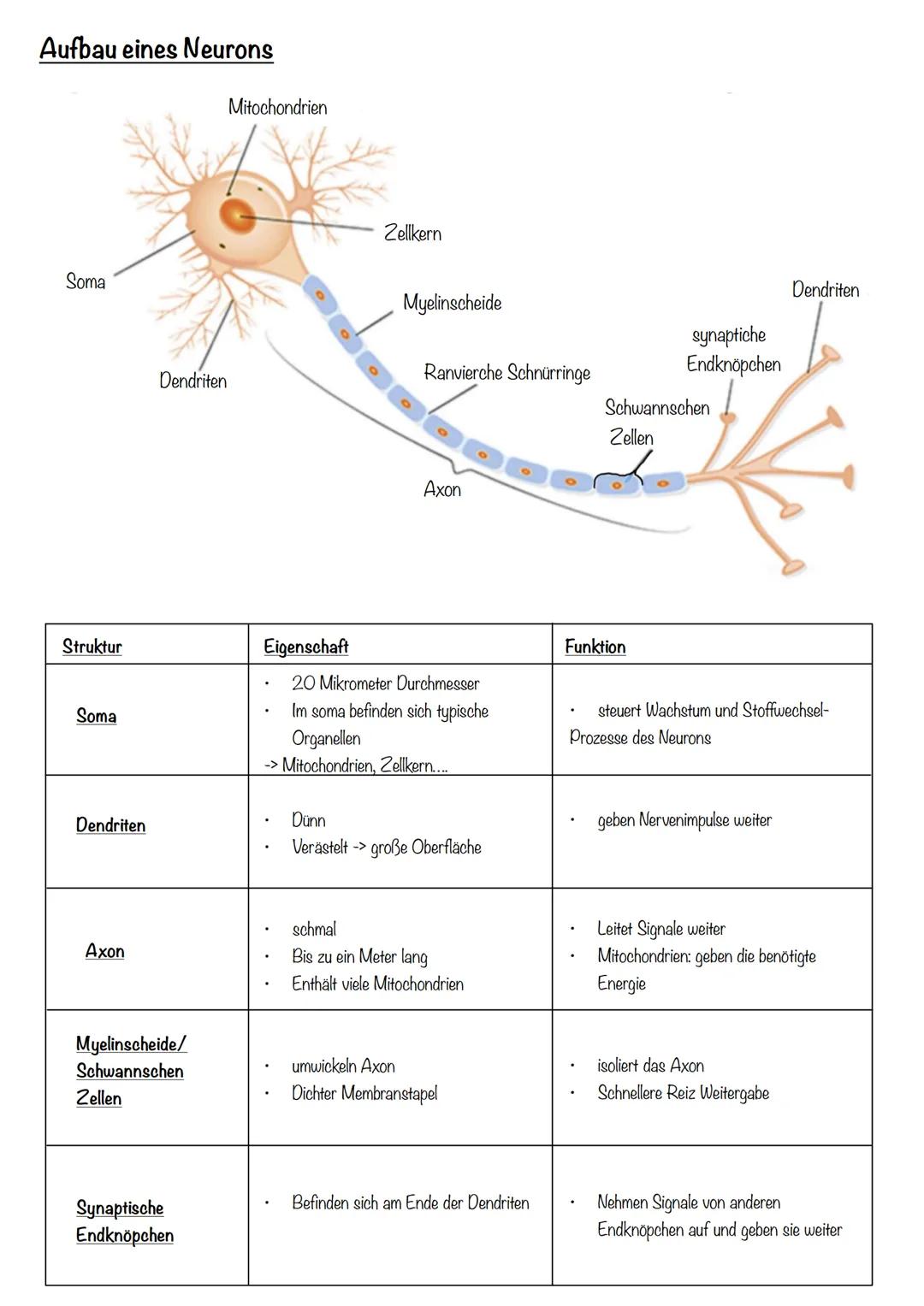 Neurobiologie Neurobiologie
Nervensystem
Nervensystem
Zentralesnervensystem
Peripheres NS
Rückenmark
Gehirn
Sensorische Bahnen
Motorische Ba