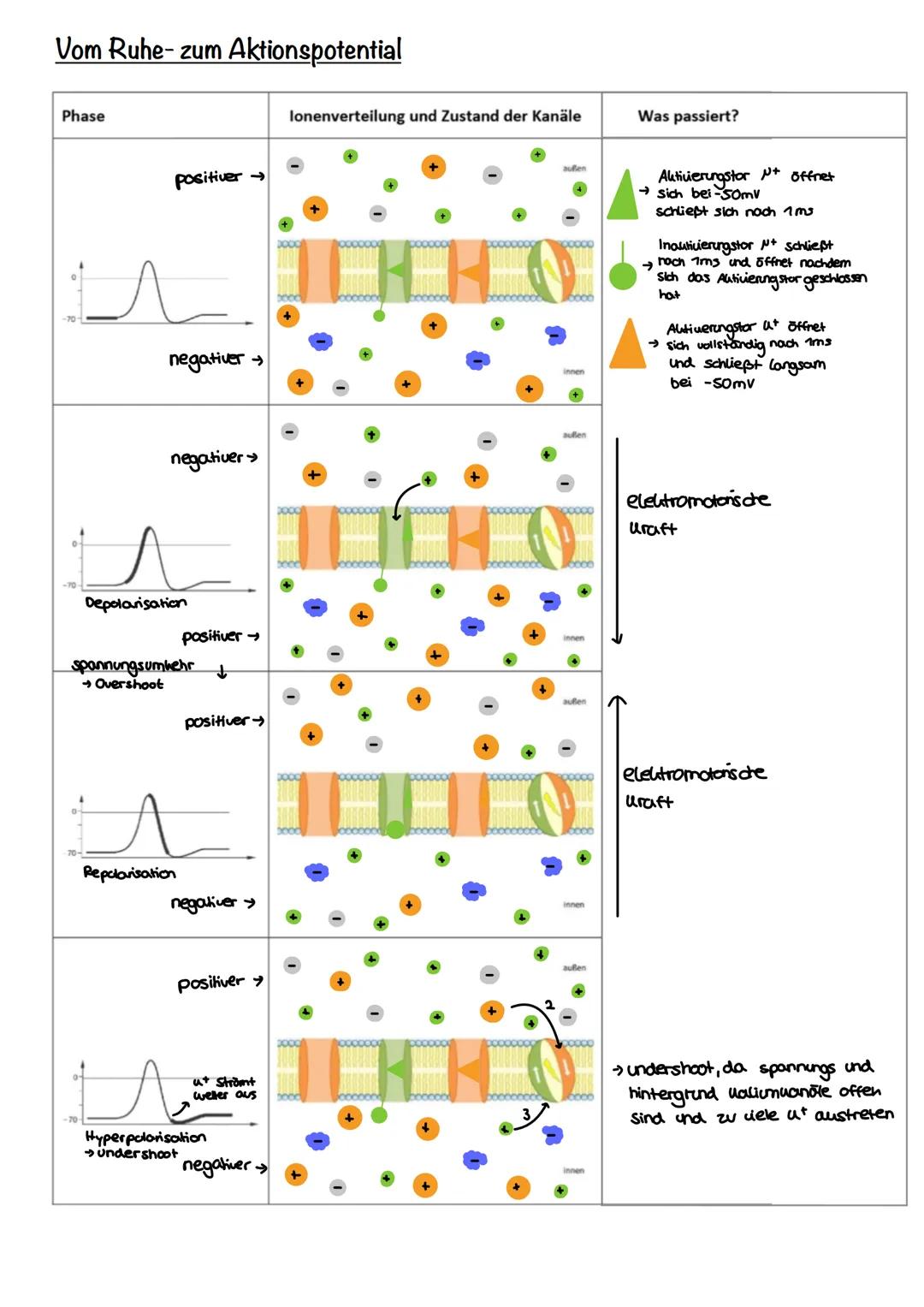 Neurobiologie Neurobiologie
Nervensystem
Nervensystem
Zentralesnervensystem
Peripheres NS
Rückenmark
Gehirn
Sensorische Bahnen
Motorische Ba