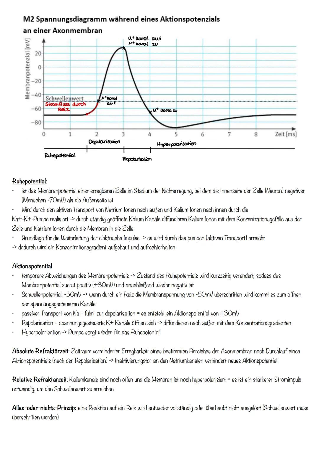 Neurobiologie Neurobiologie
Nervensystem
Nervensystem
Zentralesnervensystem
Peripheres NS
Rückenmark
Gehirn
Sensorische Bahnen
Motorische Ba
