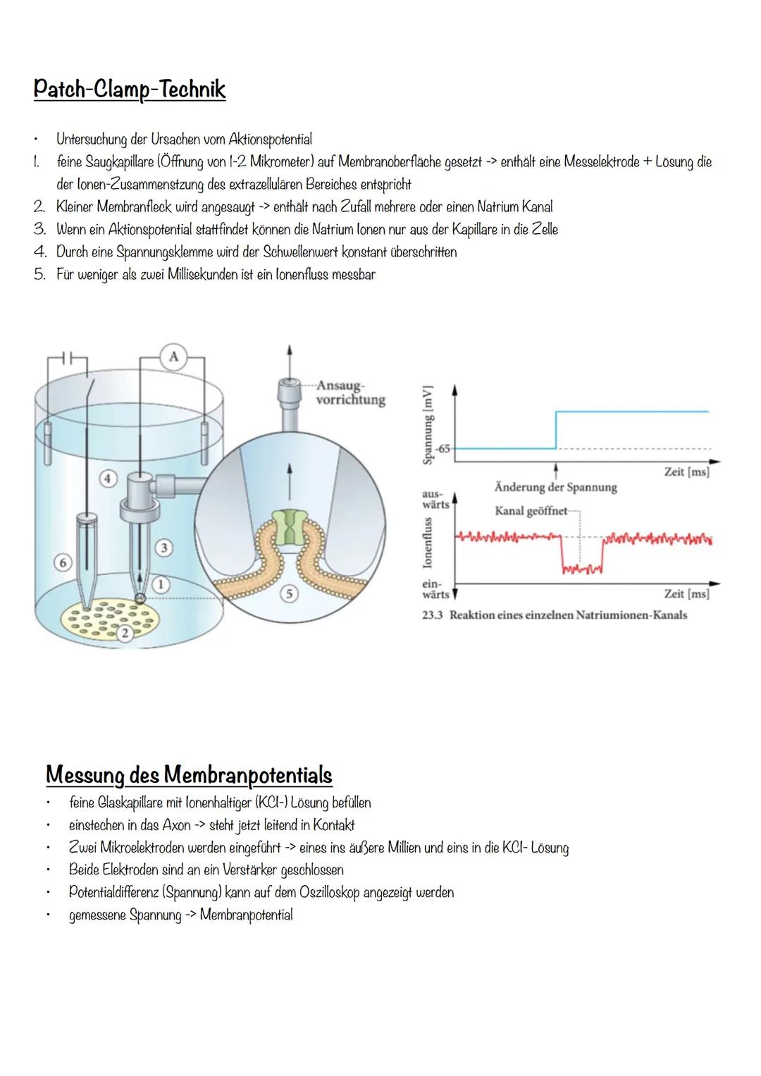 Neurobiologie Neurobiologie
Nervensystem
Nervensystem
Zentralesnervensystem
Peripheres NS
Rückenmark
Gehirn
Sensorische Bahnen
Motorische Ba