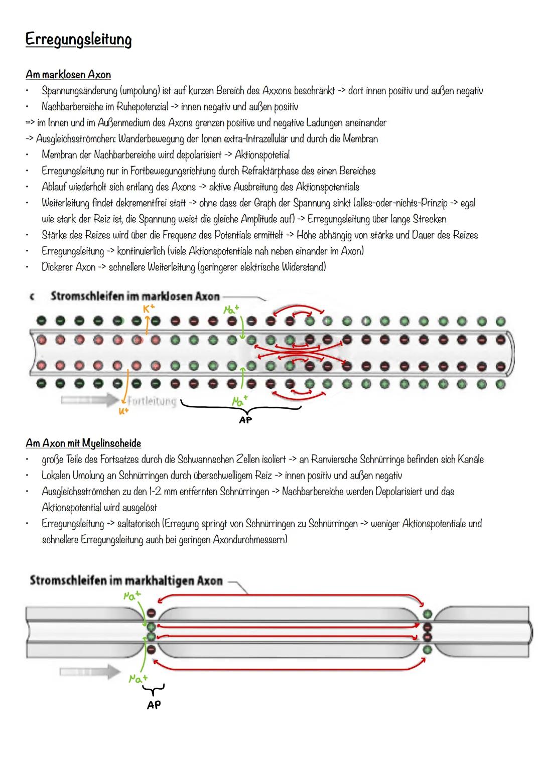 Neurobiologie Neurobiologie
Nervensystem
Nervensystem
Zentralesnervensystem
Peripheres NS
Rückenmark
Gehirn
Sensorische Bahnen
Motorische Ba