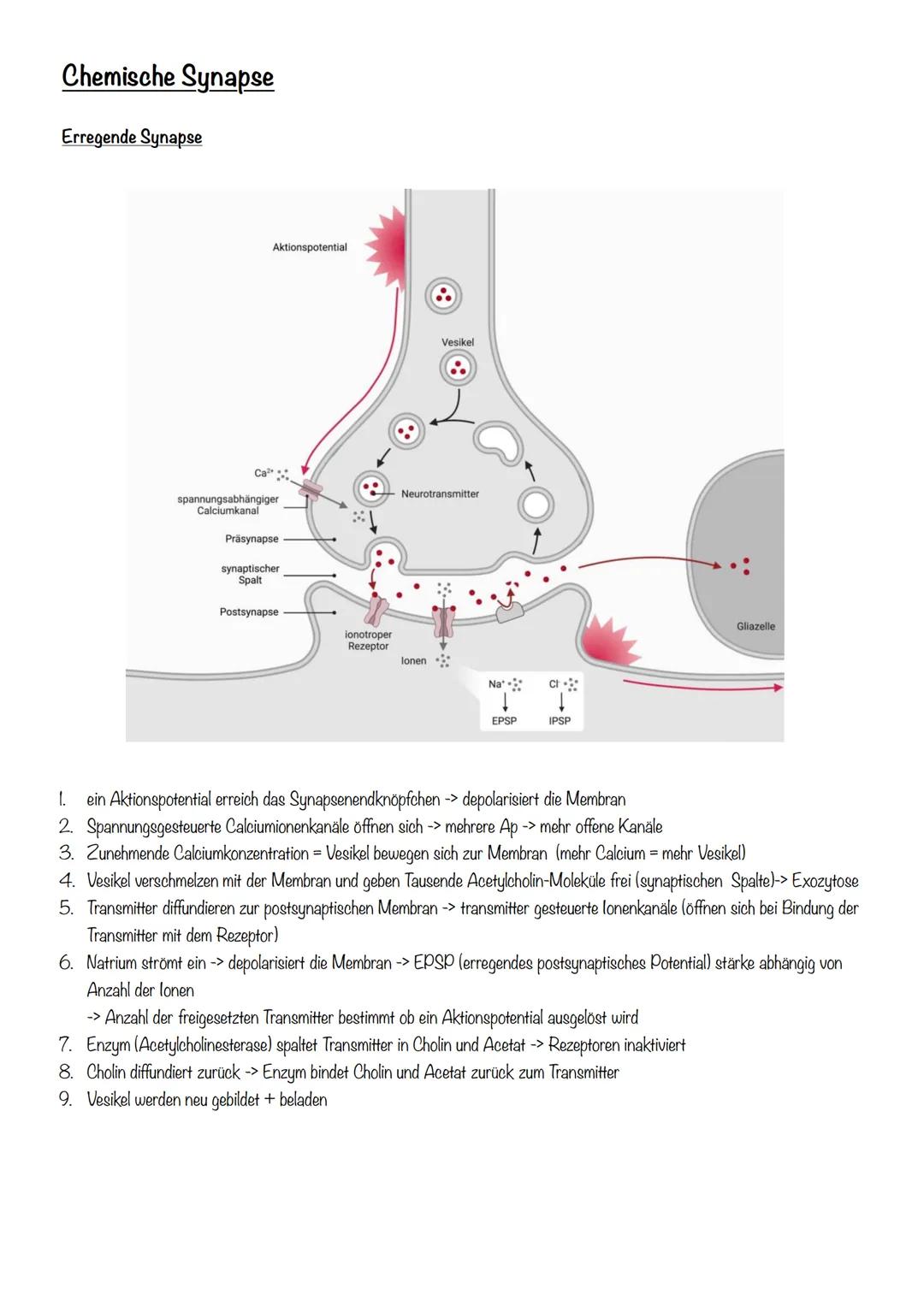 Neurobiologie Neurobiologie
Nervensystem
Nervensystem
Zentralesnervensystem
Peripheres NS
Rückenmark
Gehirn
Sensorische Bahnen
Motorische Ba