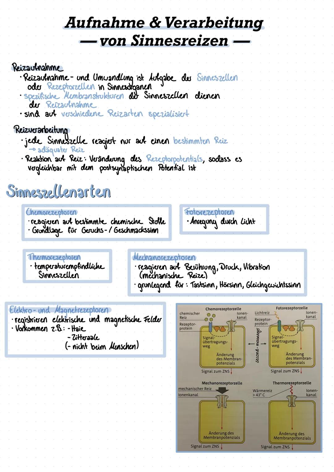 Reizaufnahme
Aufnahme & Verarbeitung
- von Sinnesreizen -
•Reizaufnahme- und Umwandlung ist Aufgabe der Sinneszellen
oder Rezeptorzellen in