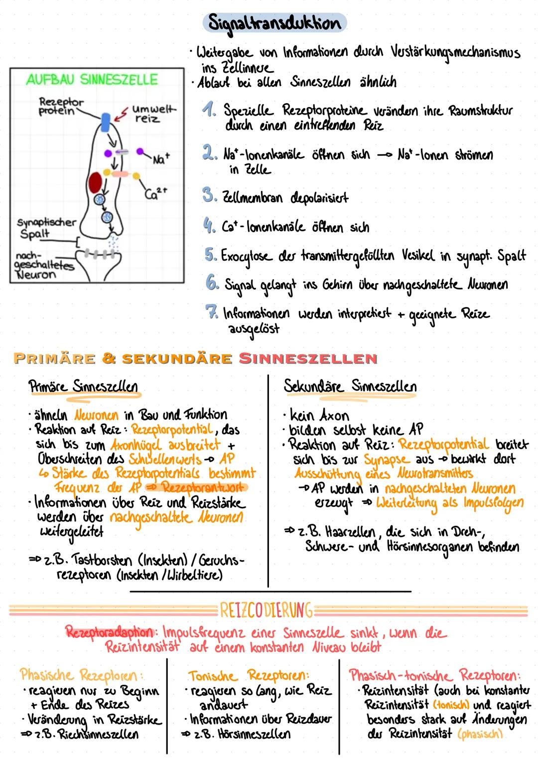 Reizaufnahme
Aufnahme & Verarbeitung
- von Sinnesreizen -
•Reizaufnahme- und Umwandlung ist Aufgabe der Sinneszellen
oder Rezeptorzellen in