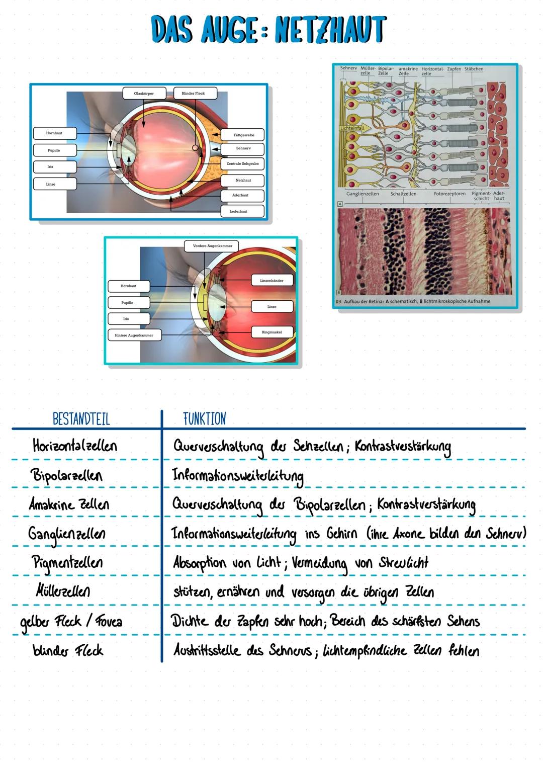 Das Auge: Netzhaut & Fototransduktion