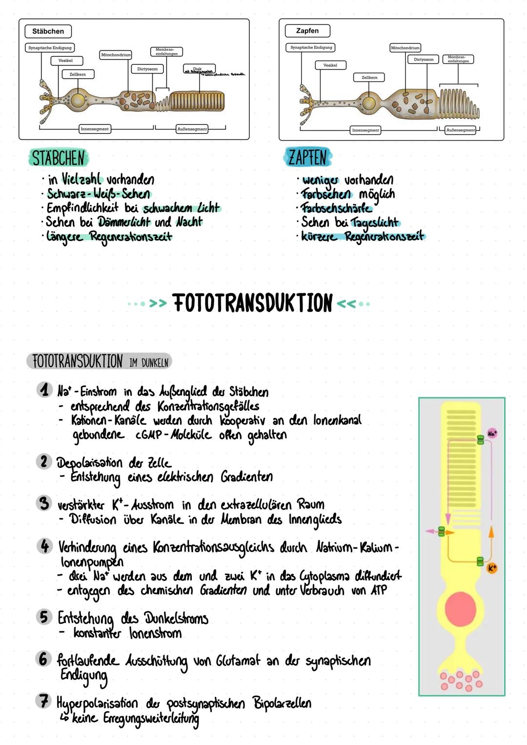 # DAS AUGE: NETZHAUT
Schaltzellen
A
03 Aufbau der Retina: A schematisch, Blichtmikrosko
Zapfen Stäbchen
| BESTANDTEIL | FUNKTION |
| --