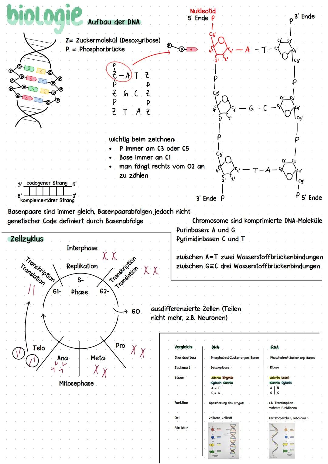 Kurshalbjahr „Ontogenese und Genetik des Menschen"
* Grundlagen DNA
* Meiose
Stammbaumanalyse + Mendelsche Regeln
Molekulare Grundlag