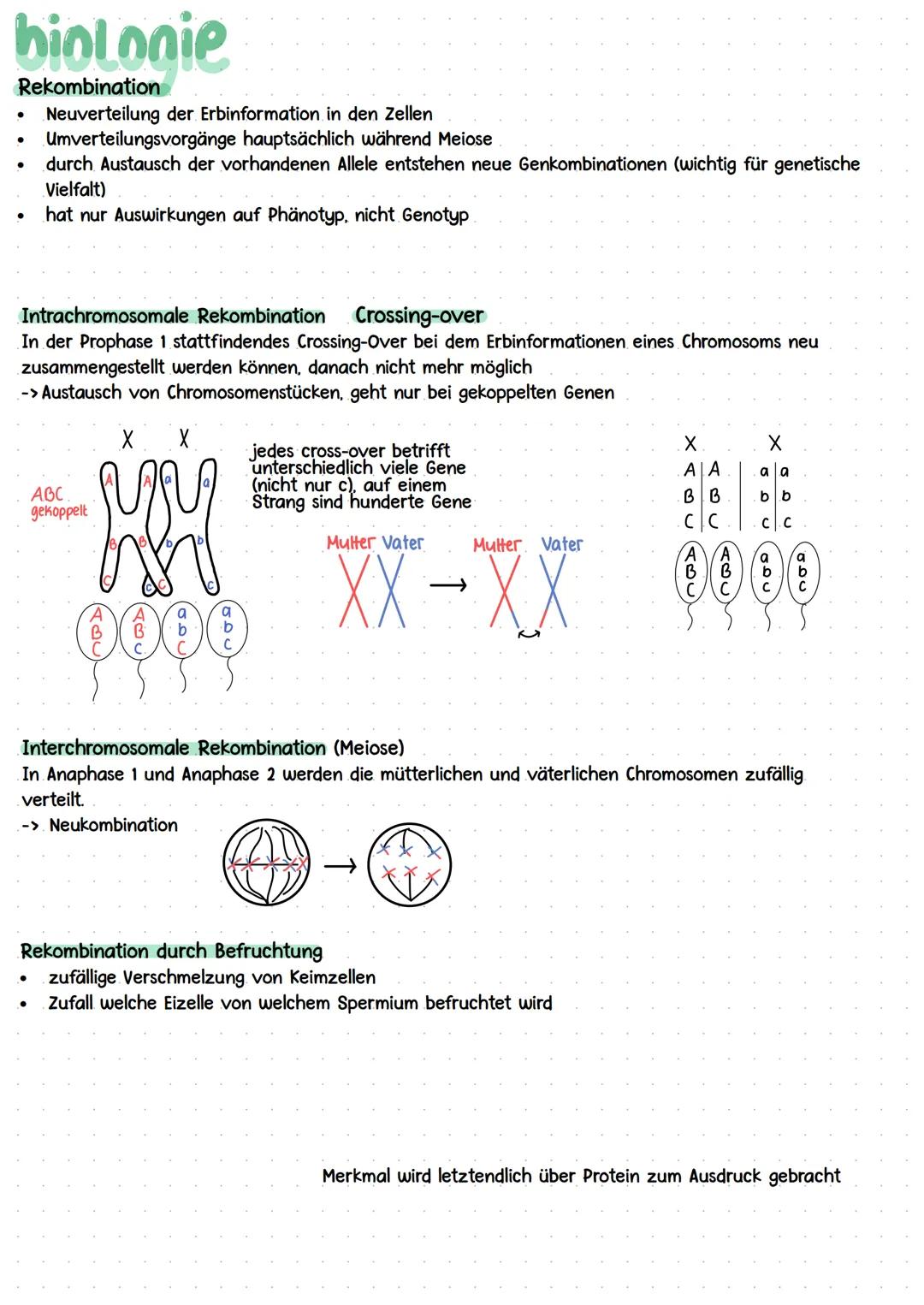 Kurshalbjahr „Ontogenese und Genetik des Menschen"
* Grundlagen DNA
* Meiose
Stammbaumanalyse + Mendelsche Regeln
Molekulare Grundlag