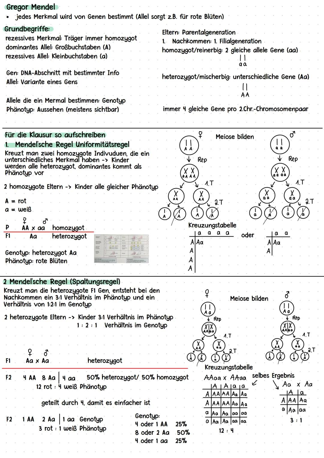 Kurshalbjahr „Ontogenese und Genetik des Menschen"
* Grundlagen DNA
* Meiose
Stammbaumanalyse + Mendelsche Regeln
Molekulare Grundlag
