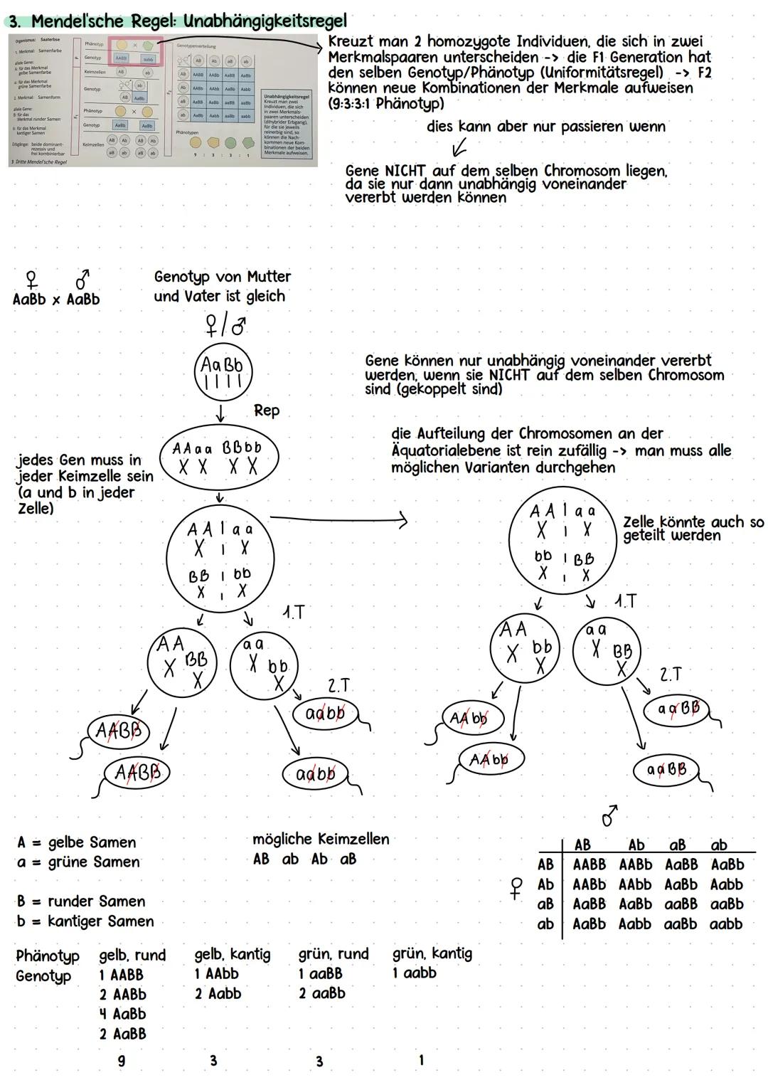 Kurshalbjahr „Ontogenese und Genetik des Menschen"
* Grundlagen DNA
* Meiose
Stammbaumanalyse + Mendelsche Regeln
Molekulare Grundlag
