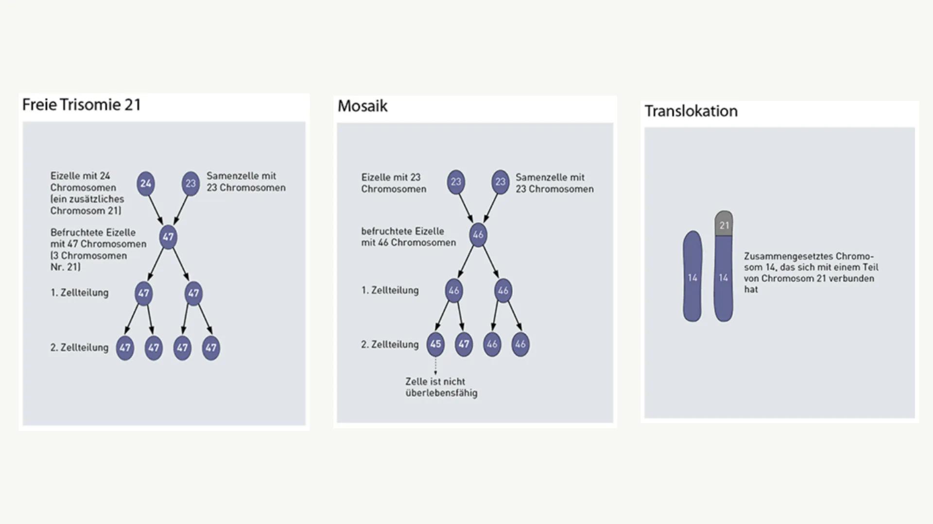 Das
DOWN-
SYNDROM Gliederung
o Was ist das Down-Syndrom?
• Ursache
• Entdeckung
• Formen des Down-Syndroms
。 Diagnosemöglichkeiten
o Krankhe