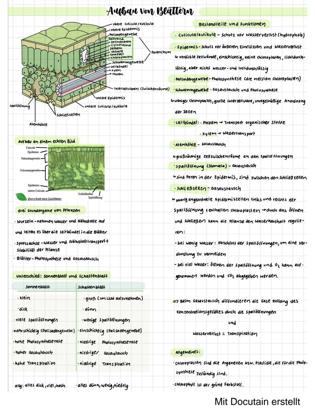 # Aufbau von Blättern
spaltöffnung
Schließzellen
Atemhöhle
Aufbau an einem echten Bild
Cuticula
Epidermis
Palisadengewebe
Schwam
Epidermi