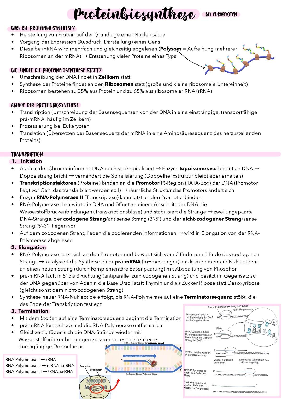 Proteinbiosynthese bei Eukaryoten